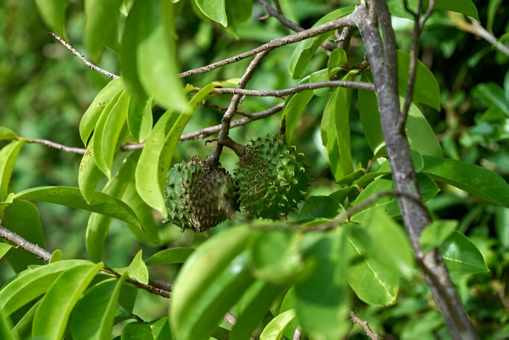 soursop