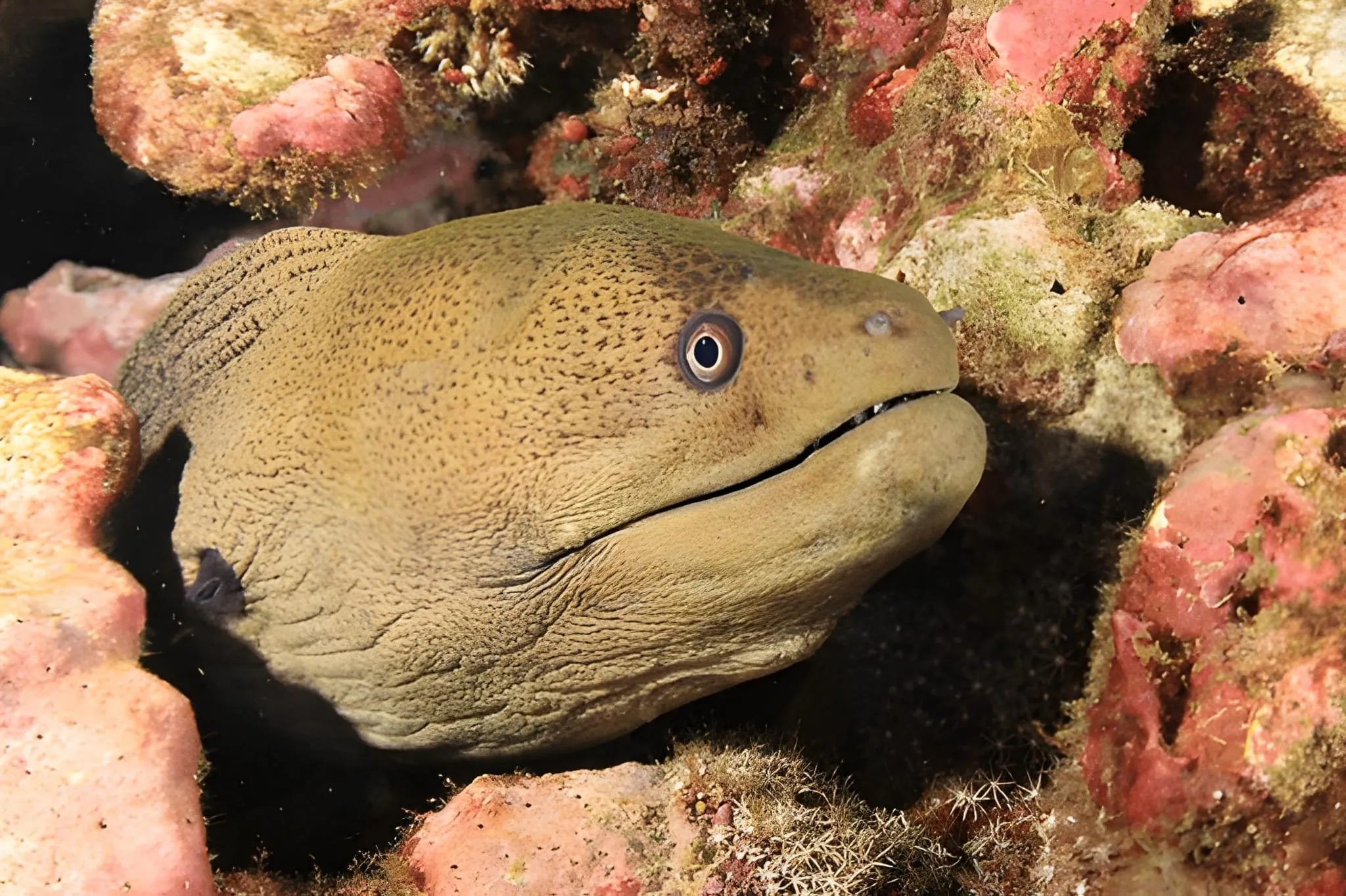 A spotted eel swimming among coral reefs in the ocean, showcasing its unique texture and underwater environment.
