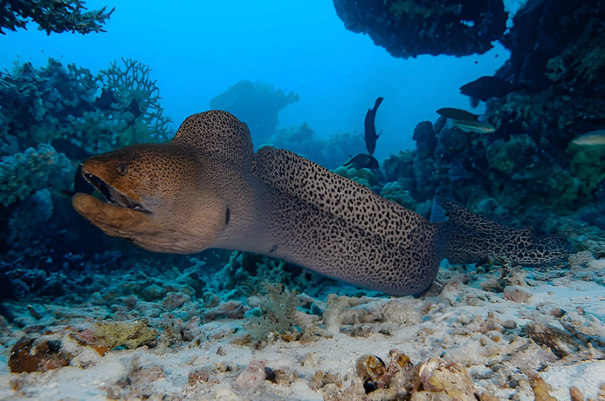 Close-up of an eel swimming in the ocean with detailed skin patterns