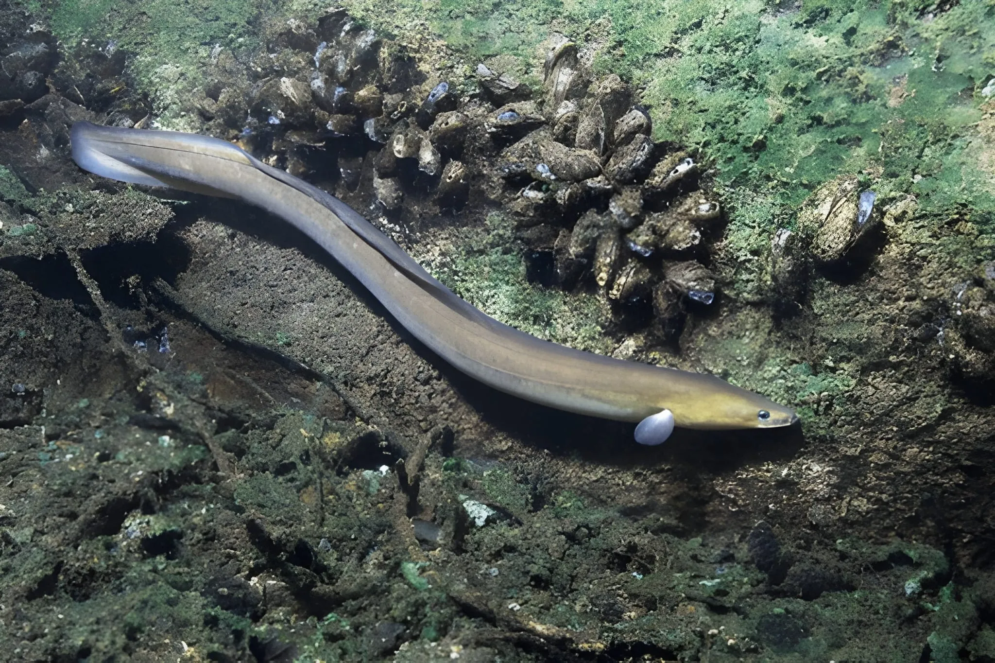 A long eel gliding over the ocean floor, surrounded by rocks and marine life, showcasing its smooth, elongated body.