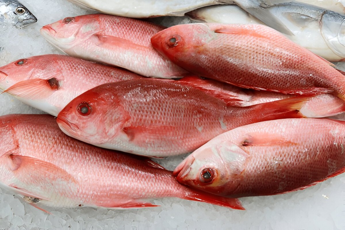 Fresh red snapper fillet with vegetables, showcasing its rich vitamins and minerals for health benefits.